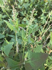 Atriplex prostrata
