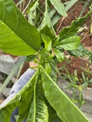 Cestrum laevigatum