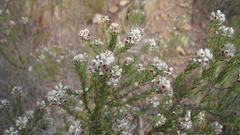Phylica lanata