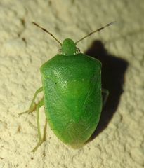 Nezara viridula