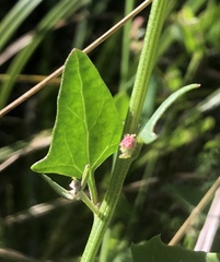 Atriplex prostrata