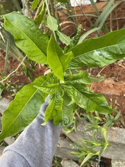 Cestrum laevigatum