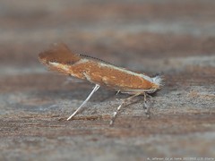 Cameraria quercivorella