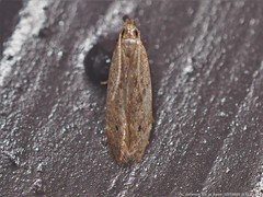 Glyphidocera juniperella