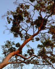 Combretum erythrophyllum
