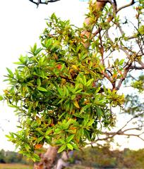 Combretum erythrophyllum