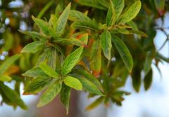 Combretum erythrophyllum