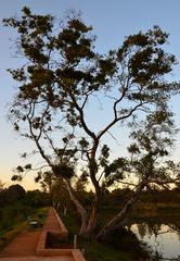 Combretum erythrophyllum