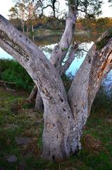 Combretum erythrophyllum