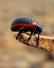 Chrysolina latecincta