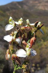 Polygala wittebergensis