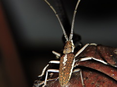 Neoptychodes trilineatus