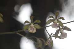 Encyclia trachycarpa