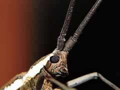 Neoptychodes trilineatus