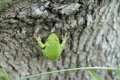 Hyla intermedia perrini