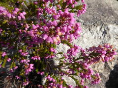 Erica lateralis