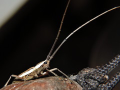 Neoptychodes trilineatus