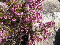 Erica lateralis