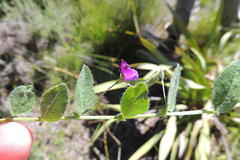 Psoralea asarina