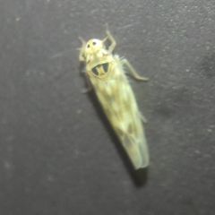 Cicadellidae