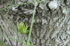 Hyla intermedia perrini
