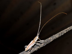 Neoptychodes trilineatus