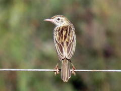 Cisticola aridulus
