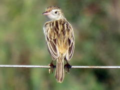 Cisticola aridulus