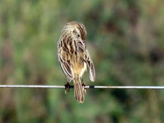 Cisticola aridulus