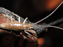 Neoptychodes trilineatus