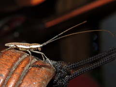 Neoptychodes trilineatus