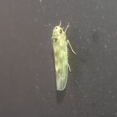Cicadellidae