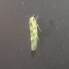 Cicadellidae