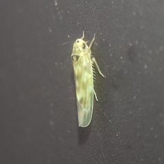 Cicadellidae