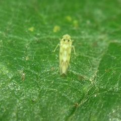Cicadellidae