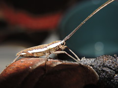 Neoptychodes trilineatus