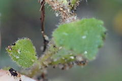 Chaenostoma cordatum
