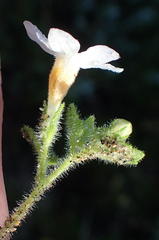 Chaenostoma cordatum
