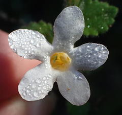 Chaenostoma cordatum