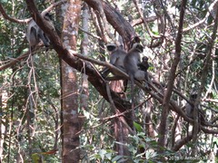 Semnopithecus hypoleucos