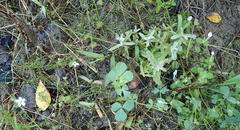 Chaenostoma cordatum