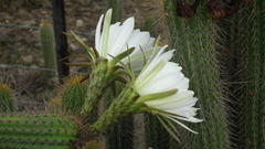 Trichocereus spachianus