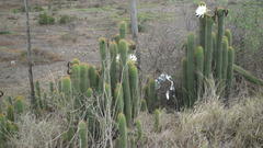 Trichocereus spachianus