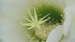 Trichocereus spachianus