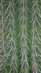Trichocereus spachianus