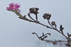Smicrostigma viride