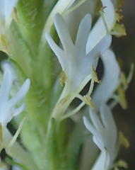 Dischisma ciliatum erinoides