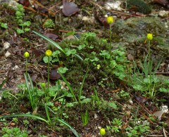 Ranunculus incomparabilis