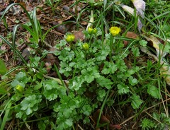 Ranunculus incomparabilis