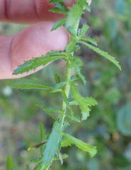 Dischisma ciliatum erinoides